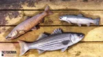 The Fisherman Fishing Planet